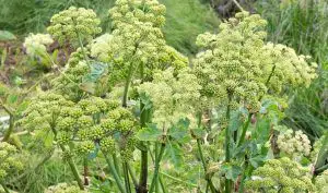 angelica herb uses