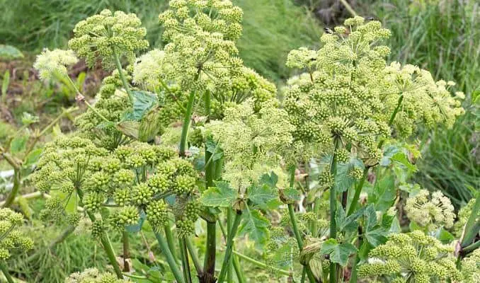 angelica herb uses and benefits