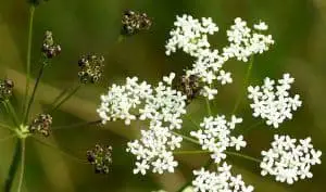 anise herb flowers