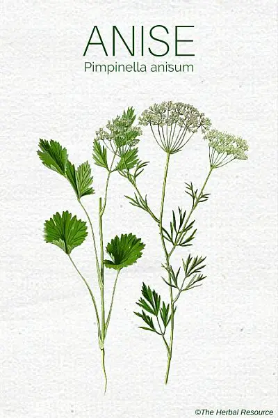 anise herb (Pimpinella anisum)