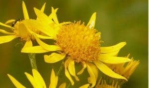 arnica herb