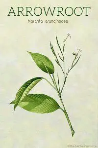 arrowroot herb (Maranta arundinacea)