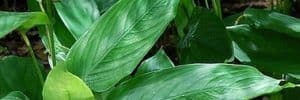 Arrowroot Leaves (Maranta arundinacea)