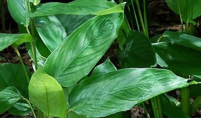 Arrowroot Leaves (Maranta arundinacea)
