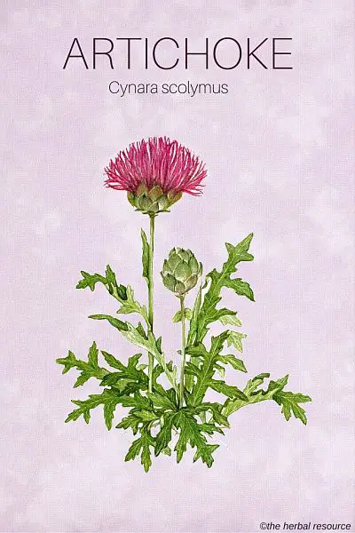 The Herb Artichoke (Cynara scolymus)
