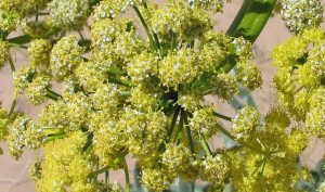 Asafetida Flowers (Ferula assa-foetida)