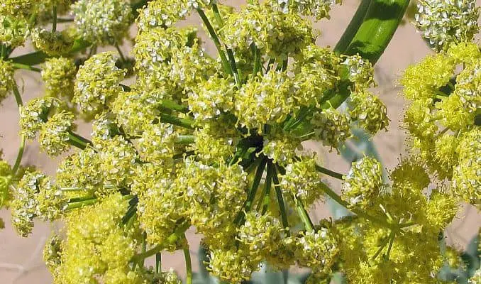Asafetida Flowers (Ferula assa-foetida)