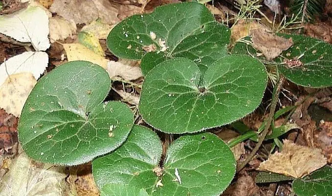 Asarabacca Uses in Herbal Medcine