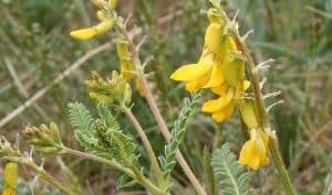 Astragalus membranaceus flowers