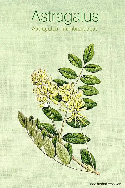 Medicinal Herb Astragalus