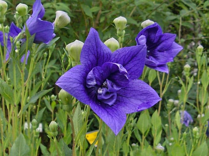 Balloon Flower Medicinal Uses and Health Benefits