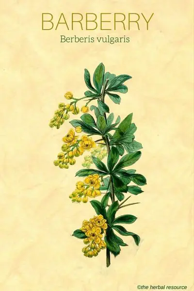 barberry herb