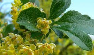 barberry herbal medicine