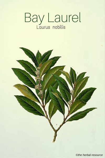 Medicinal Herb Bay Laurel