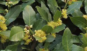 Bay Laurel Uses in Herbal Medicine