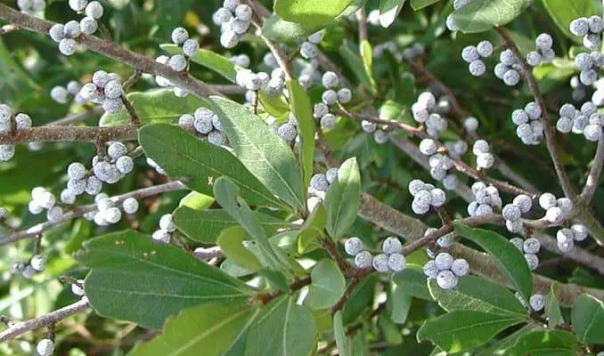 Bayberry Remedy