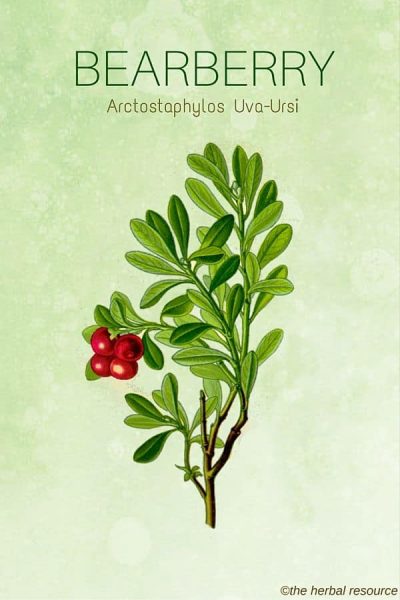 The Herb Bearberry (Arctostaphylos Uva-Ursi)