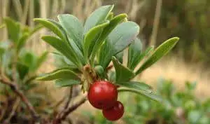 Bearberry (Uva-ursi)