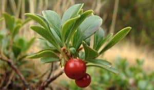 Bearberry (Uva-ursi)