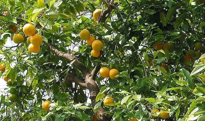 Italian Bergamot Tree