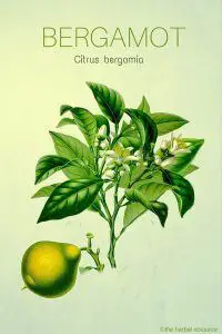 Bergamot Herb