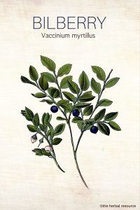 Bilberry Herb (Vaccinium myrtillus)