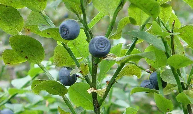 bilberry herbal medicine