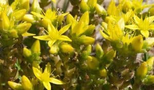 Biting Stonecrop Flowers