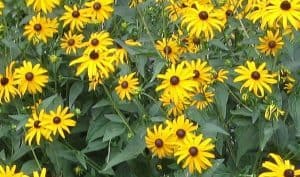 Black-Eyed Susan Flowers