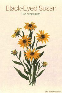 Black-Eyed Susan (Rudbeckia hirta)