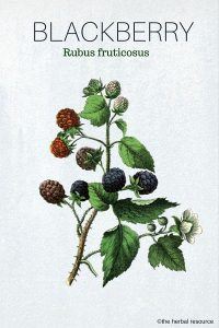 The Herb Blackberry (Rubus fruticosus)