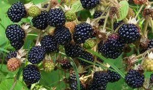 Blackberry Uses in Herbal Medicine