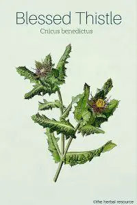 Medicinal Herb Blessed Thistle (Cnicus benedictus)