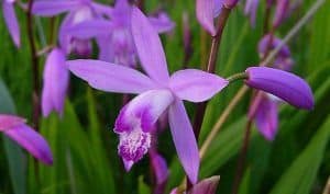 Bletilla Striata Flower