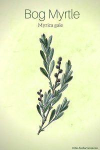 Bog Myrtle Medicinal Herb
