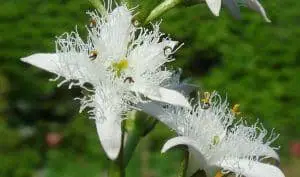 Bogbean Flowers (Menyanthes trifoliata)