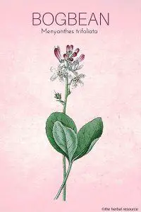 Medicinal Herb Bogbean
