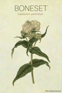 Medicinal Herb Boneset