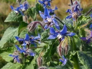 Borage Flowers - Herbal Medicine