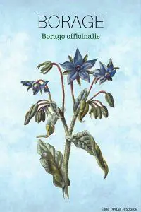 Herb Borage (Borago officinalis)