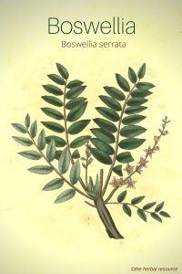 The Herb Boswellia Serrata