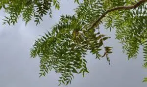 Boswellia Serrata Uses in Herbal Medicine