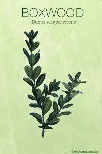 Boxwood - Medicinal Plant