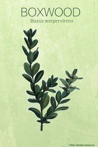 Boxwood - Medicinal Plant