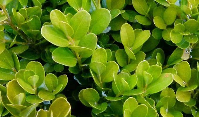 Boxwood Leaves