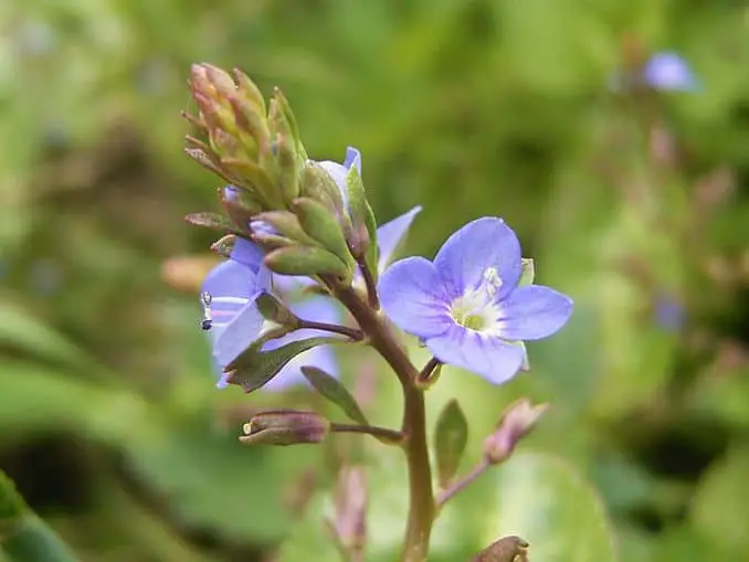 Brooklime Flower (Veronica beccabunga)