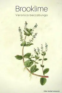 The Medicinal Herb Brooklime (Veronica beccabunga)