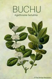 buchu (agathosma betulina)