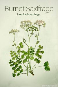 Burnet Saxifrage (Pimpinella saxifraga)