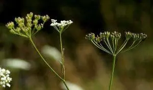 Burnet Saxifrage Uses in Herbal Medicine
